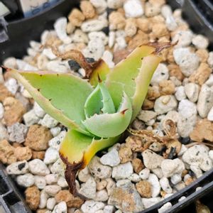 アガベ　ハイブリッド,植物棚の画像