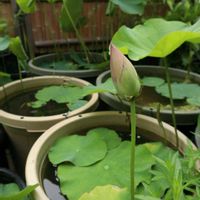 ハス,ビオトープ,水生植物,蓮 ハス,おうち園芸の画像
