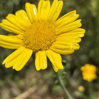 スモークツリー,紫陽花,春菊,ノリウツギの画像