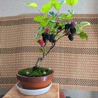 マルベリー,盆栽風,ベランダの画像