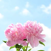 シャクヤク,シャクヤク 富士,山野草,ピンクの花,ツボミが美味しそうの画像