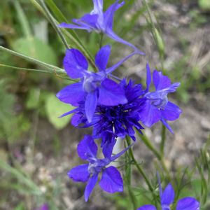 クレマチス 白万重,千鳥草,ナチュラルガーデン,初夏の庭,庭仕事　1時間半の画像