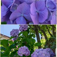 アジサイ,アジサイ,ハイドランジア,紫陽花,紫陽花の画像