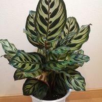 オーロラ,カラテア,カラテアマコヤナ,観葉植物,嬉しいの画像