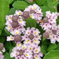 リッピア,ヒメイワダレソウ,花のある暮らし,植中毒,花自慢の画像