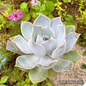 エケベリア,秀麗,多肉植物いろいろ,ベビーフィンガー,ジェイドネックレスの画像