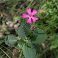 サクラ,ムシトリナデシコ,枝垂れ桜,キョウチクトウ,ハキダメギクの画像