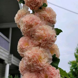 地植え,かわいいな♡,大好きなお花,ひとめぼれ♡,お花好きの画像