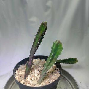 スタペニア・ギガンテア,多肉植物,植え替え,実生,成長記録の画像