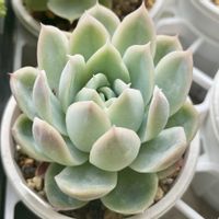 カリビアンブルー,多肉植物,エケベリア属,多肉中毒,タニラーの画像