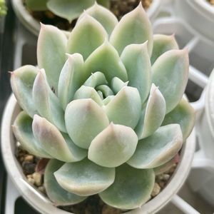 カリビアンブルー,多肉植物,エケベリア属,多肉中毒,タニラーの画像