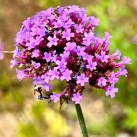 ヤナギハナガサ,可憐な花,ピンクワールドへ ようこそ,明日はきっと良い日になる,2019同期の画像