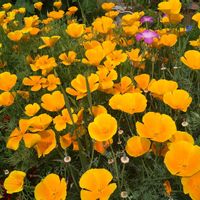 ハナビシソウ,ビタミンカラー,花のある暮らし,心に笑顔の花を,庭の画像