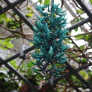 ヒスイカズラ,ヒスイカズラ,温室,マメ科,神代植物公園の画像