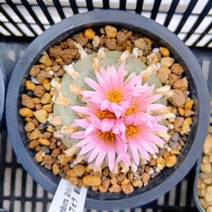 ロフォフォラ,銀冠玉,銀冠玉,烏羽玉,多肉植物の画像