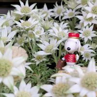 フランネルフラワー,ムラサキツユクサ,西洋ニワトコ,アメリアテマリシモツケ,しあわせを運べるようにの画像