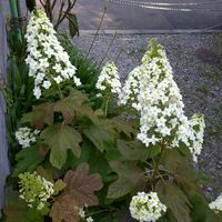 カシワバアジサイ,季節の花,お隣の庭,フェンスの画像