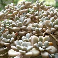 だるま秀麗,多肉植物,no green no life,小さな庭の画像