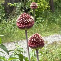 アリウム,アリウム 丹頂,アリウム 丹頂,アリウムレッドモヒカン,アリウムレッドモヒカンの画像