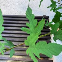 クワの画像
