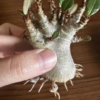 アデニウム,アデニウム アラビカム,多肉植物,塊根植物,コーデックスの画像