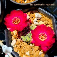 サボテン,ハナキリン,ユーフォルビア属,花キリン,スルコレブチア ラウシーの画像
