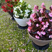 ベゴニア,イワダレソウ,我が家のお花,小さな庭から,花は癒し.｡.:*♡の画像