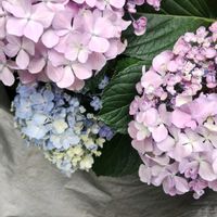 アイスプラント,アジサイ,スノ－フレ－ク,パパイヤ,スノープランツの画像
