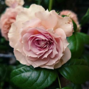 花のある暮らし,ありがとう♡,バラを楽しむ,もりもり目指してがんばれ〜〜❣️,優しい色の画像