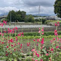 アブチロン,ダリア,マンデビラ,タチアオイ,モミジバゼラニウムの画像