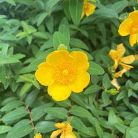 ヤマブキの画像