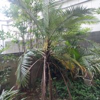ヤシの木,Lytocaryum insigne,Syagrus insignis,観葉植物,地植えの画像