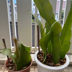 月下美人,植え替え,長崎,みどりのある暮らし,GS日和の画像