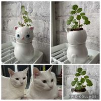 ワイルドストロベリー,ハーブ,ネコ好き,素人なんです,Green Snap　ありがとうございます♡の画像