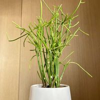 ミルクブッシュ,観葉植物,植え替え,ジャングル化計画,部屋の画像