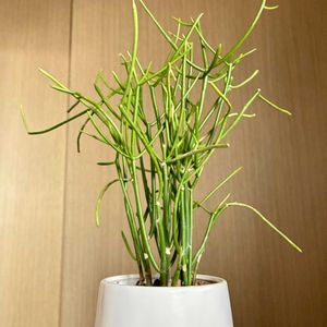 ミルクブッシュ,観葉植物,植え替え,ジャングル化計画,部屋の画像
