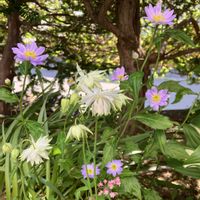ミヤコワスレ,西洋オダマキ ホワイトバロー,iPhone撮影,in札幌,in北海道の画像