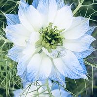 アルメリア,アルメリア,コウリンタンポポ,コウリンタンポポ,ツルニチニチソウの画像