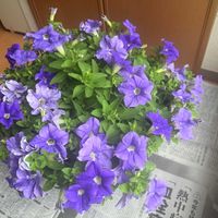 ペチュニア,サフィニア,ガーデニング,サントリー フラワーズ,バルコニー/ベランダの画像