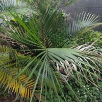 ヤシの木,ニカウヤシ,ナガバハケヤシ,Rhopalostylis sapida,観葉植物の画像