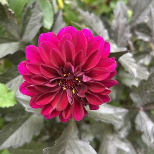ダリア,赤い花,ガーデニング,カラーリーフ,シックの画像