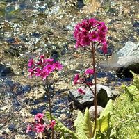 クリンソウ,中禅寺湖千手ヶ浜,山野草の画像
