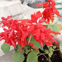 オダマキ,サルビア,ゼラニウム♡,今咲いてるお花達の画像