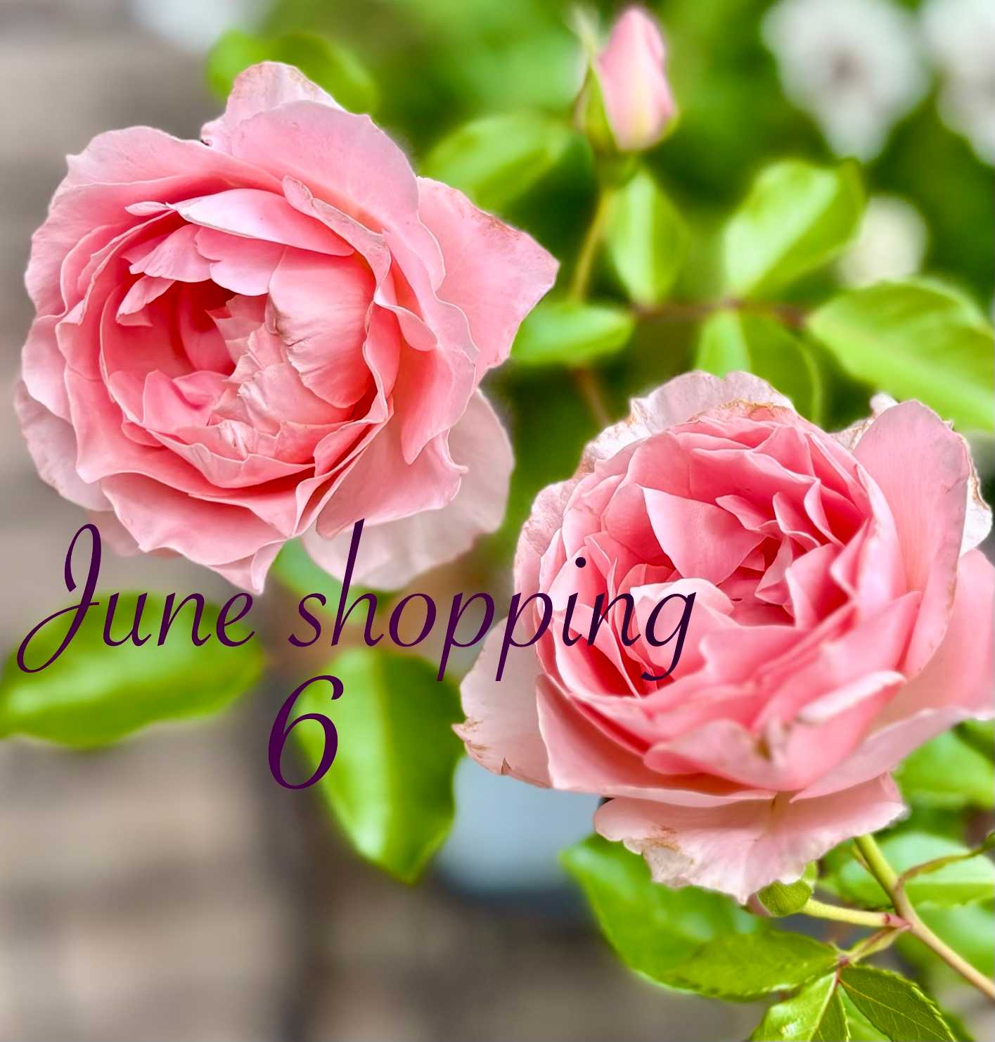 2026年6月の購入品｜🍀GreenSnap（グリーンスナップ）
