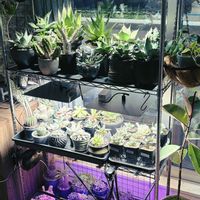 エケベリア,コノフィツム,パキポディウム,アガベ,多肉植物の画像