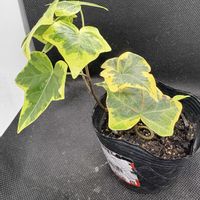 アイビー,観葉植物,JA,産直の画像