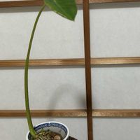 サトイモ,サトイモ,水栽培,サトイモ 科,東南アジア原産の画像