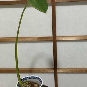サトイモ,サトイモ,水栽培,サトイモ 科,東南アジア原産の画像