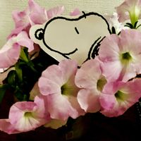 ペチュニア,アデニウム,毎月2日はスヌーピーの日の画像