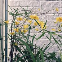 セッコク,竹葉セッコク,観葉植物,山野草,長生蘭の画像